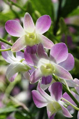 National Orchild Garden