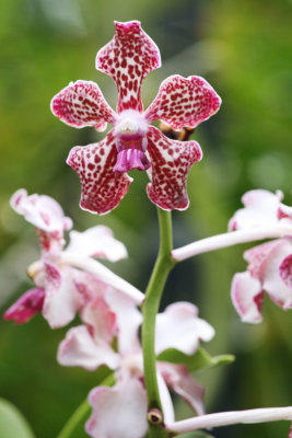 Nationa Orchid Garden