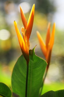 Botanical Garden