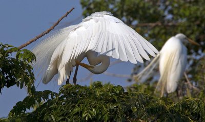 High Island Rookery