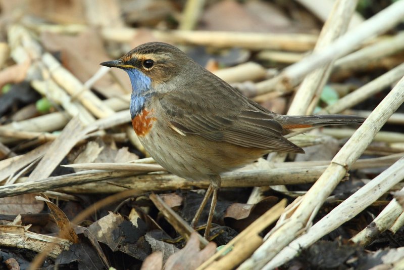 Bluethroat, male