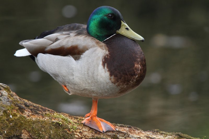 Mallard, male