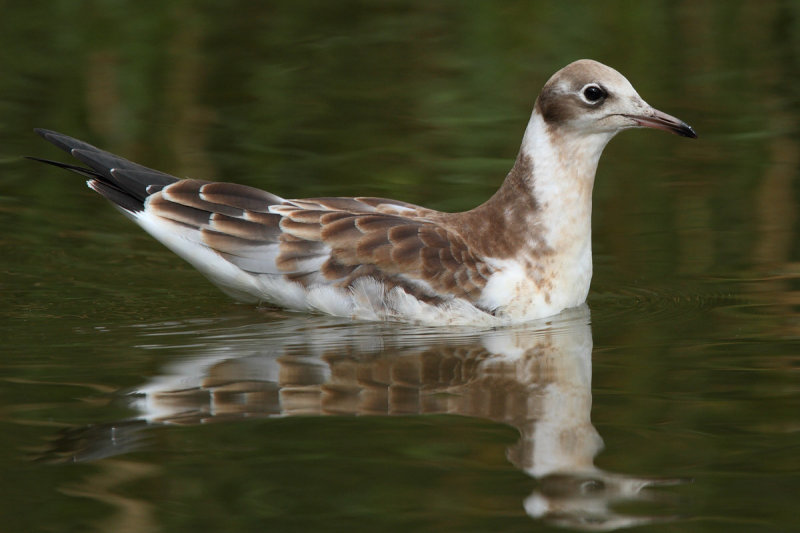 Black-headed gull, juvenile