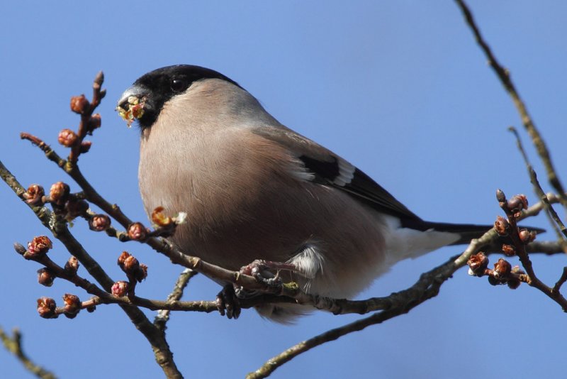 Bullfinch, female