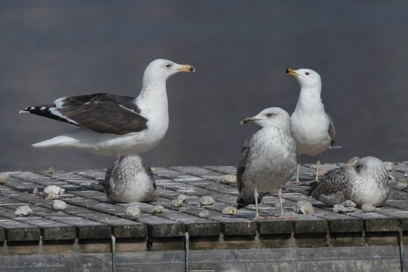 Greater Black-backed Gull, 4Y
