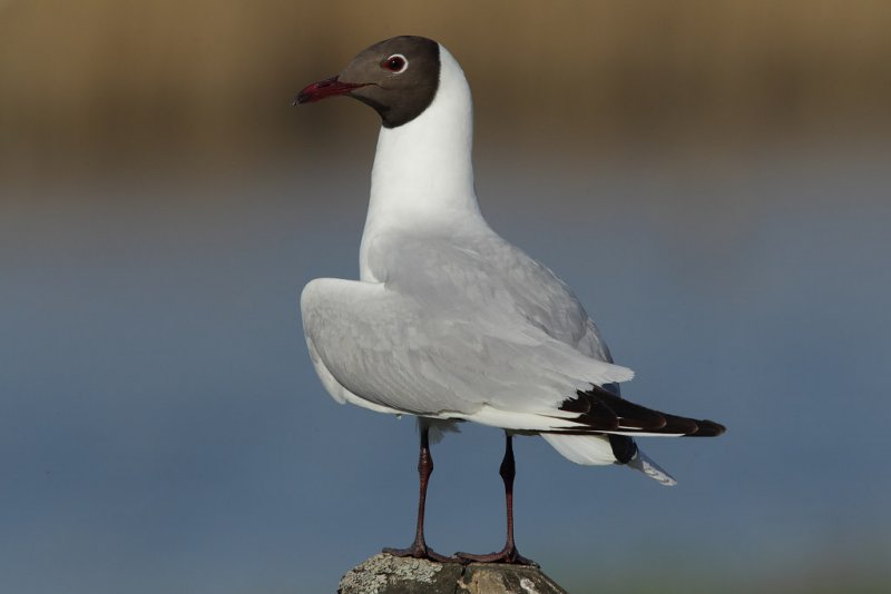 Black-headed Gull