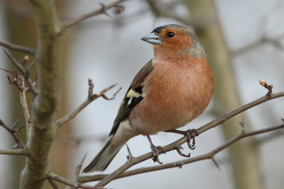 Common Chaffinch, male