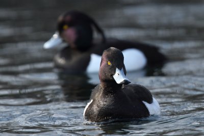 Tufted Duck, males