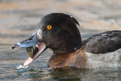 Tufted Duck