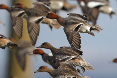 Eurasian Wigeon