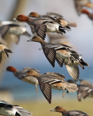 Eurasian Wigeon