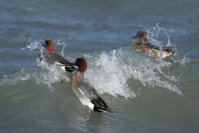 Eurasian Wigeon