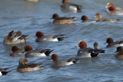 Eurasian Wigeon