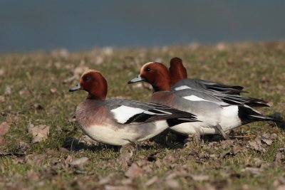 Eurasian Wigeon, males