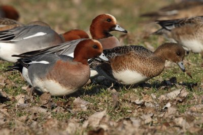 Eurasian Wigeon