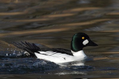 Goldeneye, male