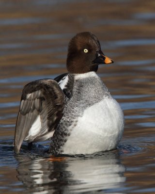 Goldeneye, female