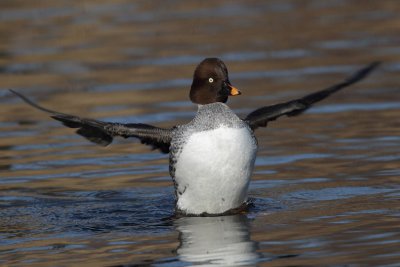 Goldeneye, female