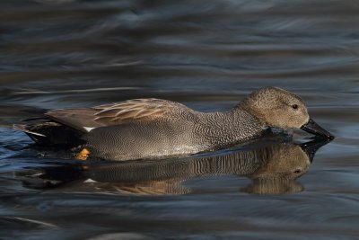 Gadwall, male