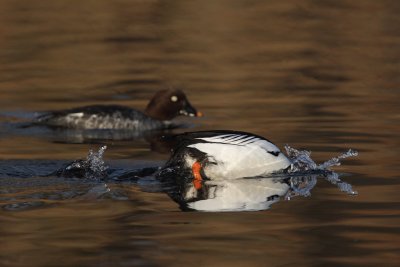 Goldeneye, male and female