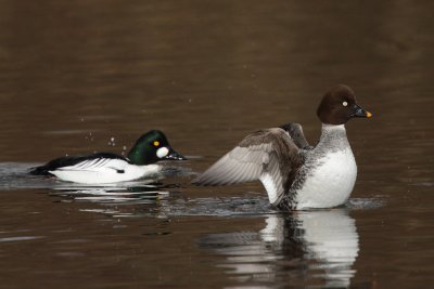 Goldeneye, male and female