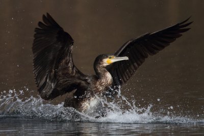 Cormorant