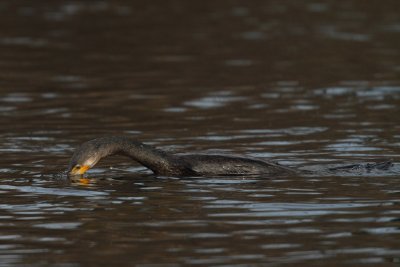 Cormorant