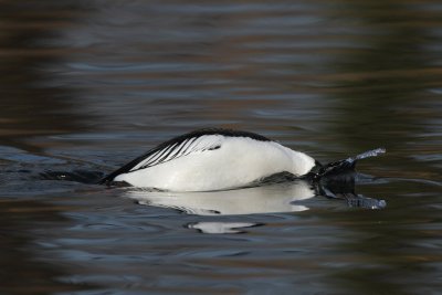 Goldeneye, male