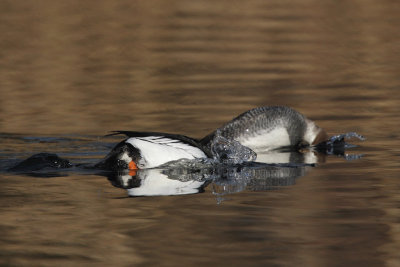 Goldeneye, male and female