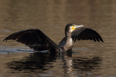 Cormorant