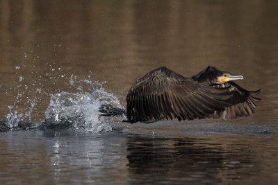 Cormorant