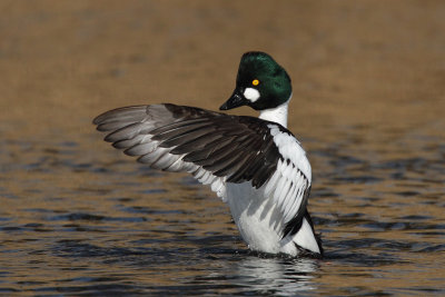 Goldeneye, male