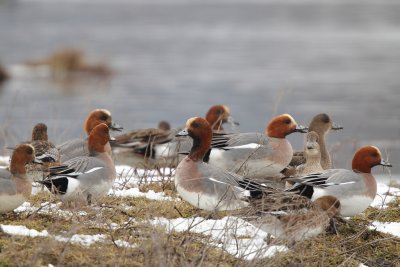 Eurasian Wigeon