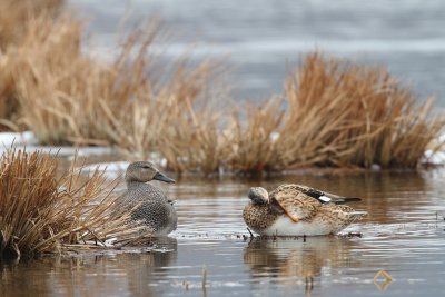 Gadwall, male and female