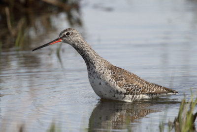 Spotted Redshank