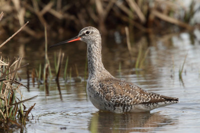 Spotted Redshank