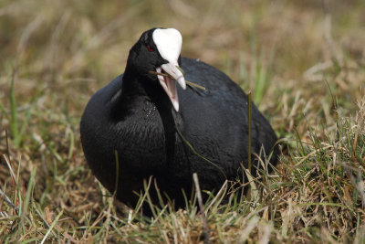 Coot, grazing