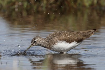 Green Sandpiper