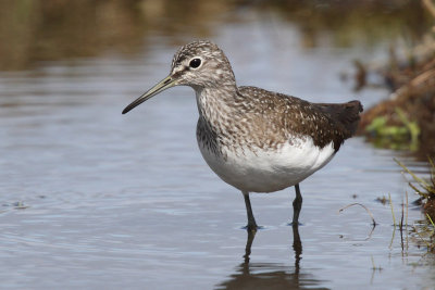 Green Sandpiper