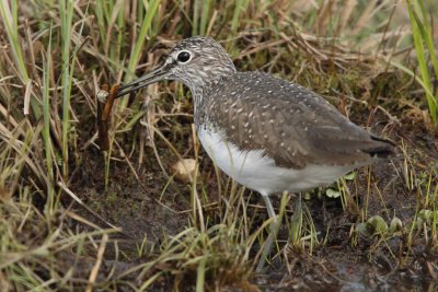 Green Sandpiper
