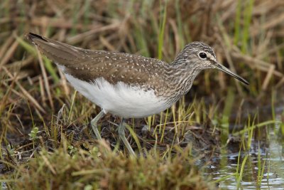 Green Sandpiper