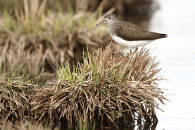 Green Sandpiper