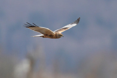Marsh Harrier, male