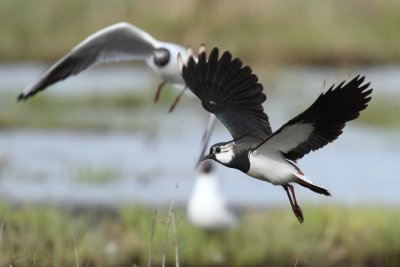 Northern Lapwing