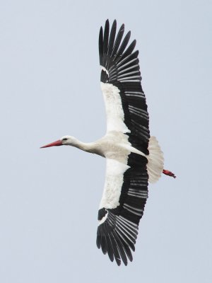 White Stork