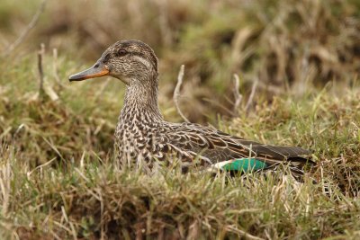 Teal, female