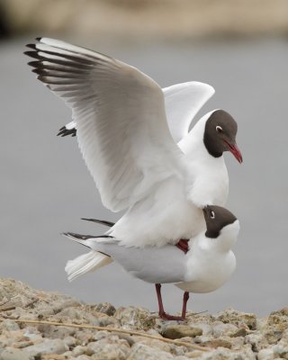 Black-headed gull, mating display