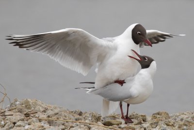 Black-headed gull, mating display