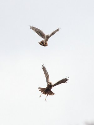 Hen Harrier, female