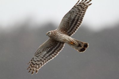Hen Harrier, female